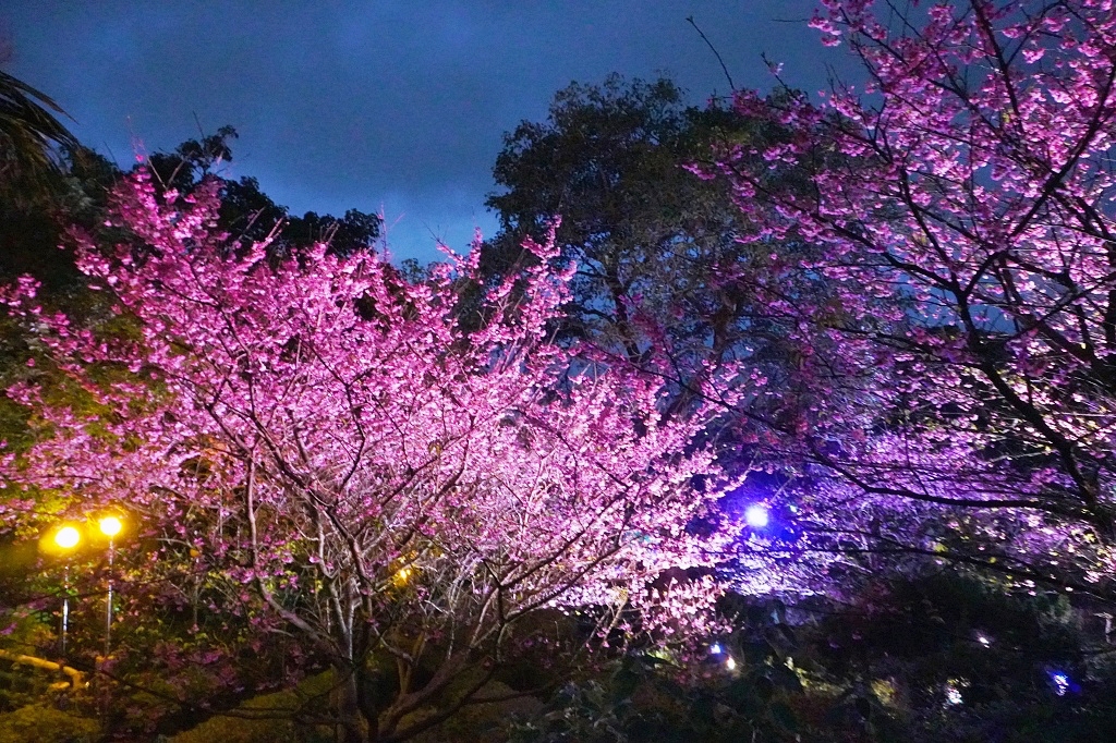 2023淡水天元宮夜櫻、三色櫻，越夜越美麗! 免門票賞櫻景點
