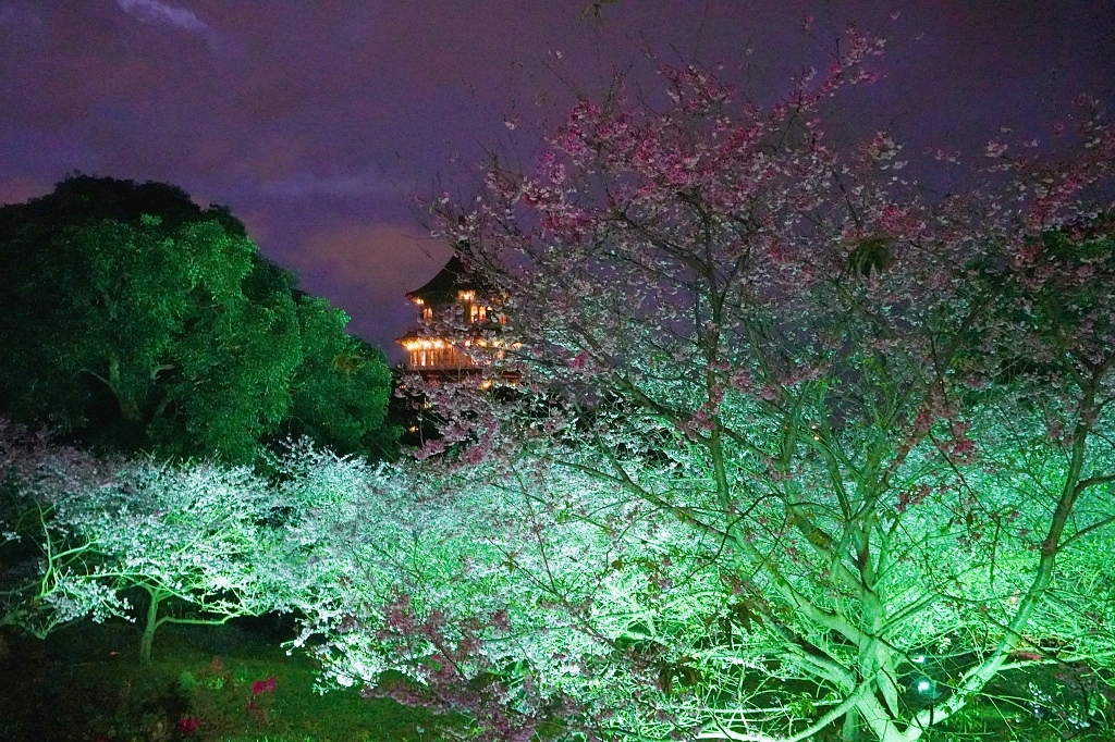 2023淡水天元宮夜櫻、三色櫻，越夜越美麗! 免門票賞櫻景點