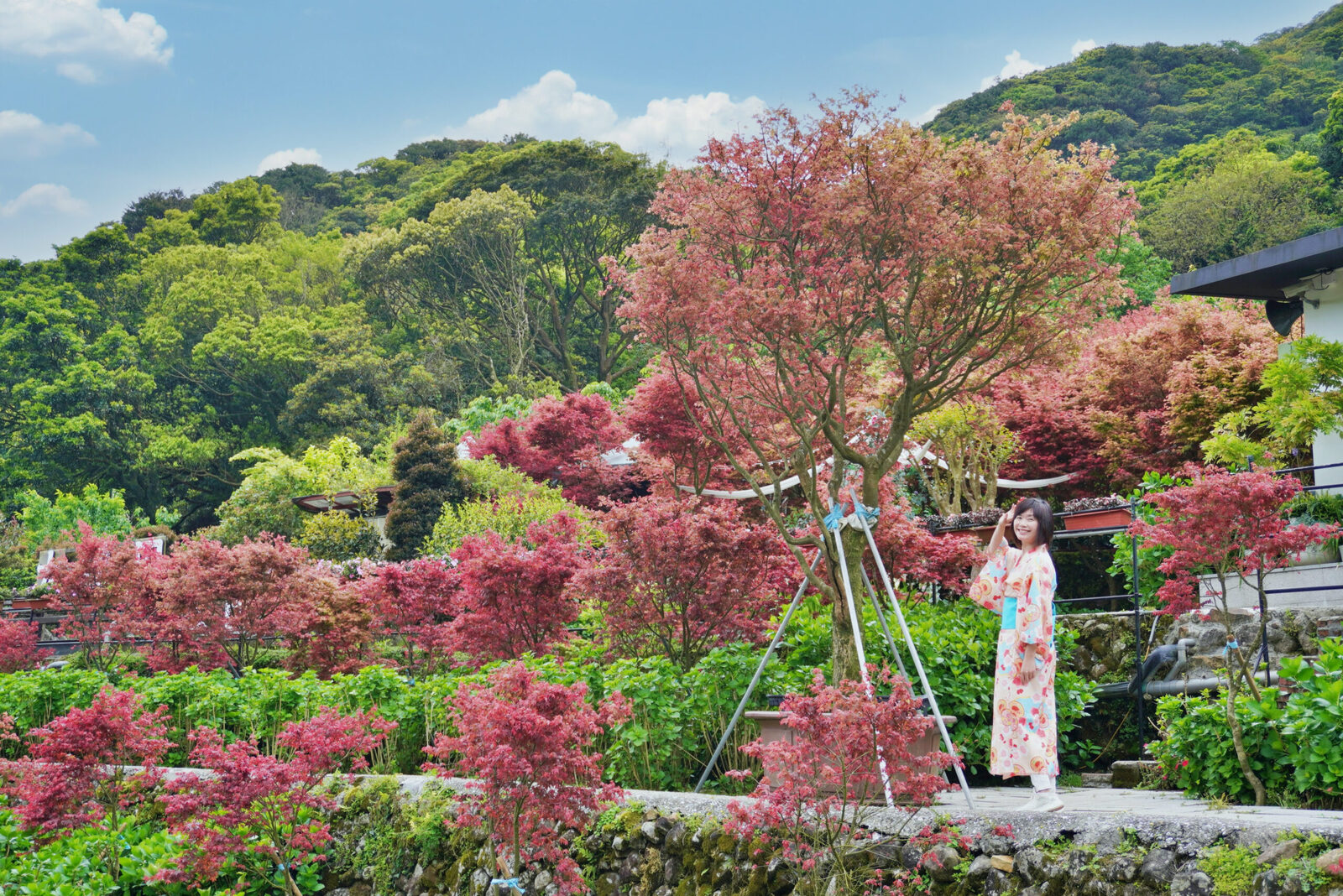 陽明山大梯田花卉生態農園｜多色楓樹漸層之美，一秒來到日本京都旅行 @Stancy teacher 美味異想世界