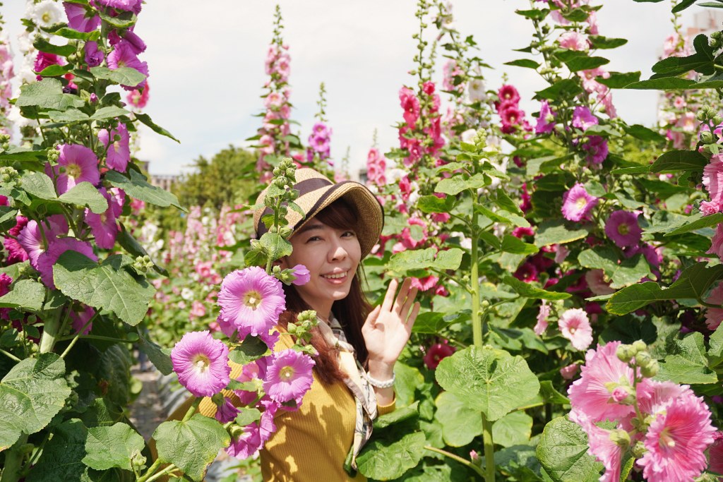 延伸閱讀：台北免費景點｜奇岩蜀葵花海 一秒掉進巨人的花園