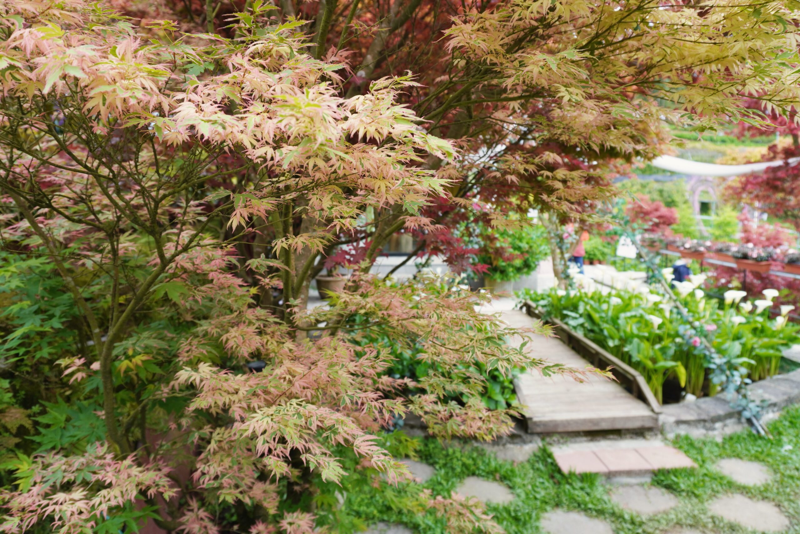 陽明山大梯田花卉生態農園｜多色楓樹漸層之美，一秒來到日本京都旅行