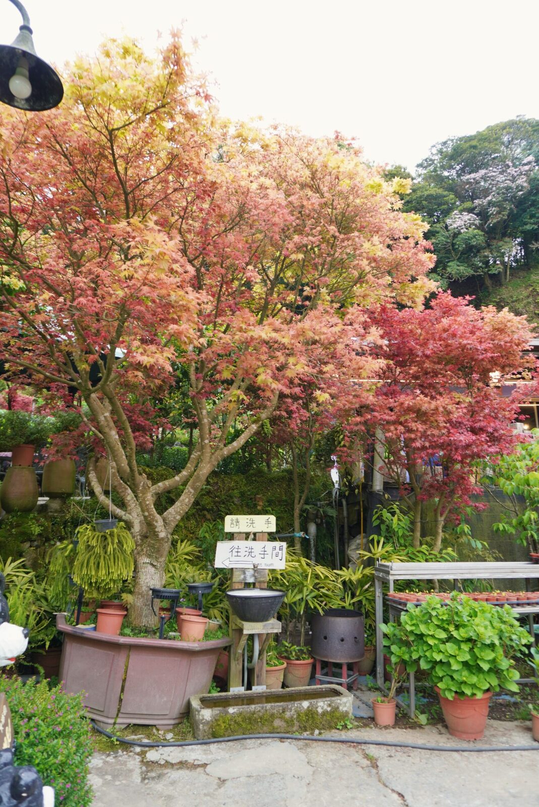 陽明山大梯田花卉生態農園｜多色楓樹漸層之美，一秒來到日本京都旅行
