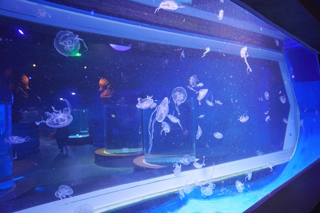 富國島景點 | 珍珠奇幻樂園 VinWonders 巨型海龜水族館-世界最大海龜造型水族館霸氣十足又呆萌可愛