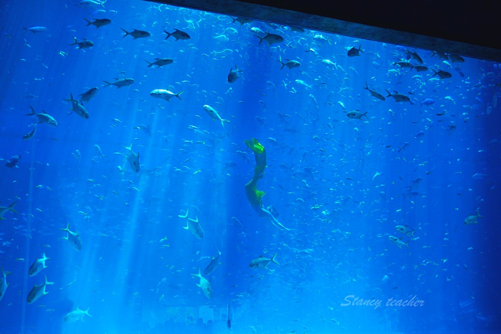 富國島景點 | 珍珠奇幻樂園 VinWonders 巨型海龜水族館 世界最大海龜造型水族館霸氣十足又呆萌可愛