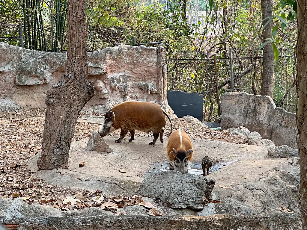 清邁夜間動物園Chiang Mai Night Safari，下午入園就可以玩到晚上最佳行程攻略看這篇