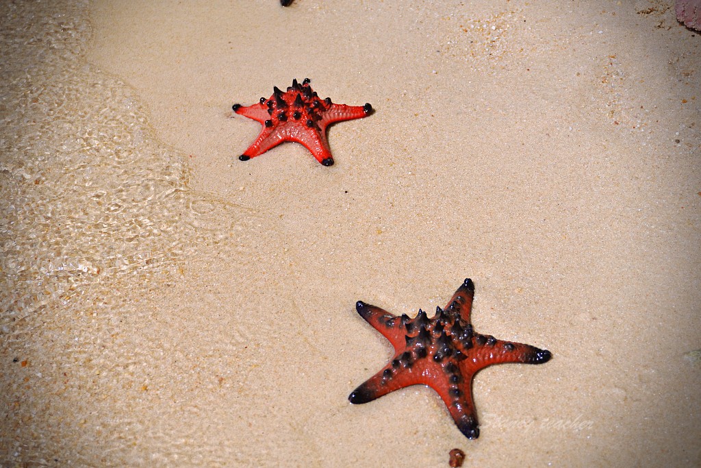 富國島景點 | 海星沙灘  STARFISH BEACH 海上高腳屋享用海鮮大餐太過癮