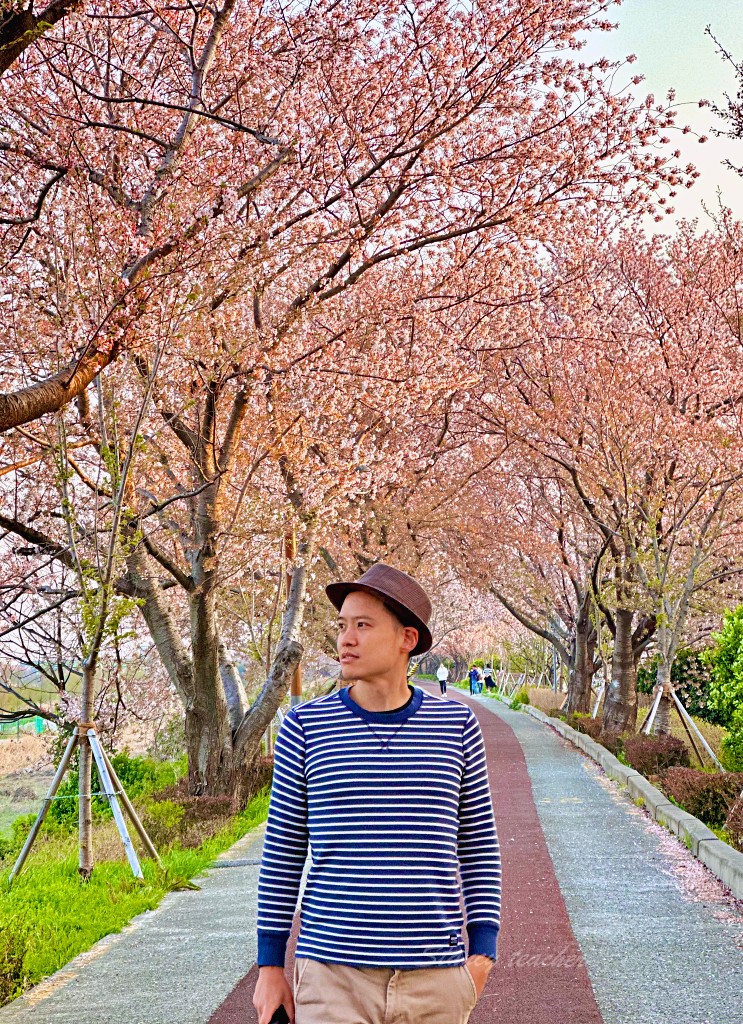 韓國釜山賞櫻 三樂生態公園免費櫻花步道 春天來時正是浪漫櫻吹雪時刻