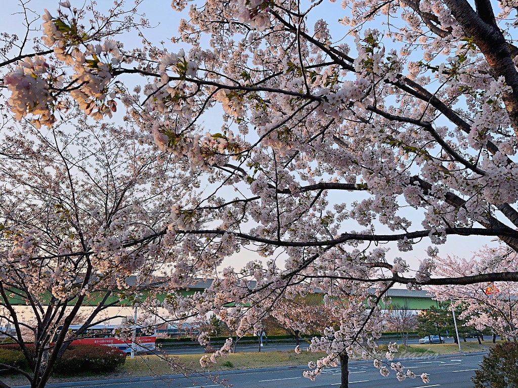 韓國釜山賞櫻 三樂生態公園免費櫻花步道 春天來時正是浪漫櫻吹雪時刻