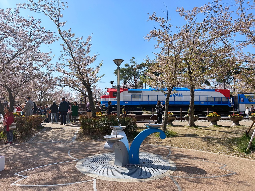 釜山賞櫻 | 慶和站櫻花路 | 把握春季時刻火車穿過滿天盛放櫻花的浪漫美景