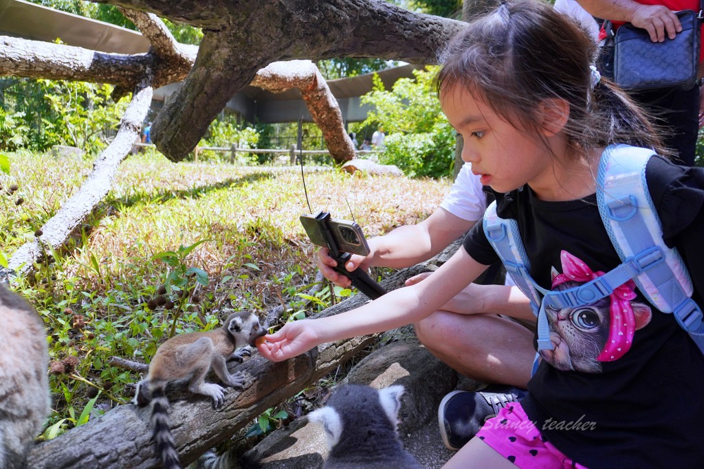 富國島景點｜珍珠野生動物園 Vinpearl Safari Phu Quoc，體驗餵食長頸鹿環尾狐猴駱駝超療癒