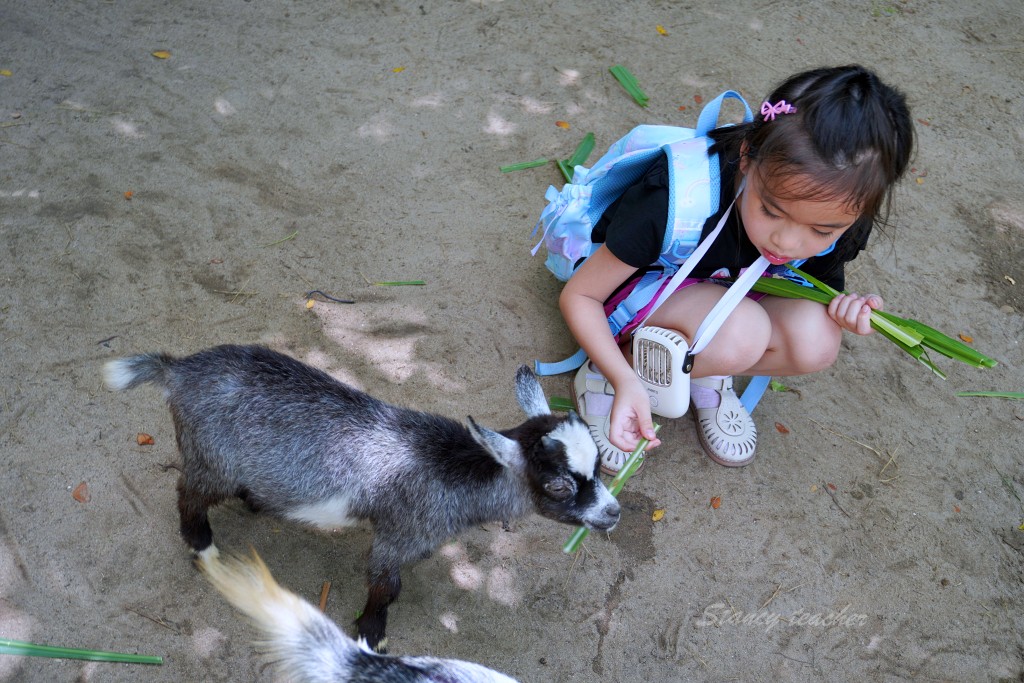 富國島景點｜珍珠野生動物園 Vinpearl Safari Phu Quoc，體驗餵食長頸鹿環尾狐猴駱駝超療癒