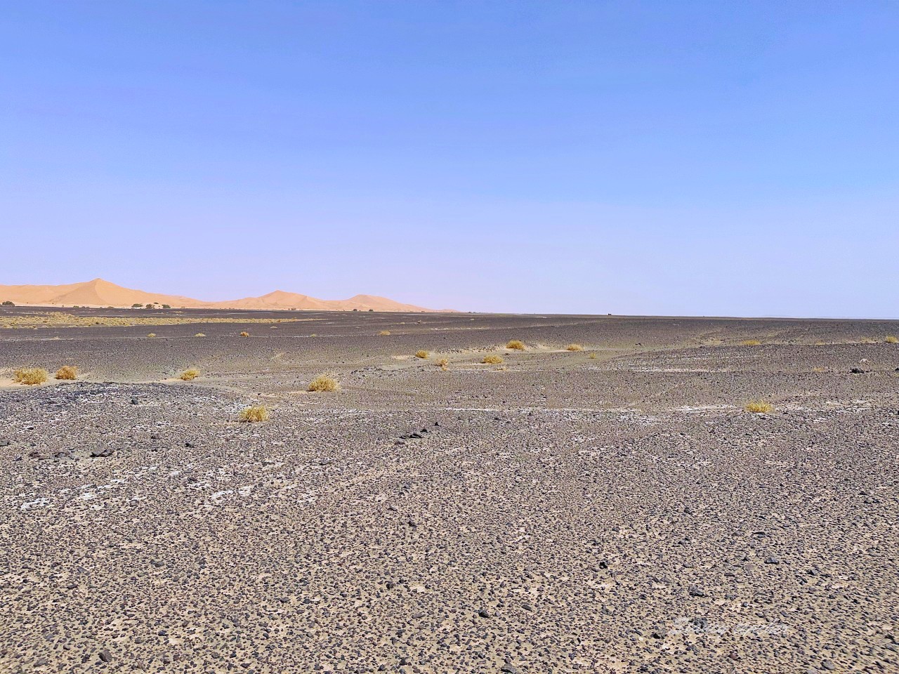 摩洛哥撒哈拉沙漠團行程推薦｜非洲也有金城武樹，黑金化石隨便撿喜歡就帶回家
