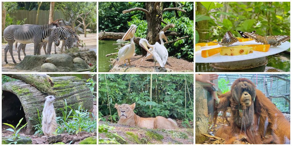 新加坡景點 Bird Paradise 新加坡飛禽世界 最新開幕飛禽公園是裕廊飛禽公園兩倍大更豐富好玩