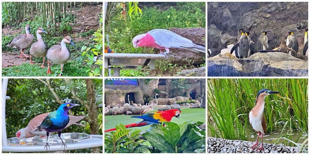 網站近期文章：新加坡景點 Bird Paradise 新加坡飛禽世界 最新開幕飛禽公園是裕廊飛禽公園兩倍大更豐富好玩