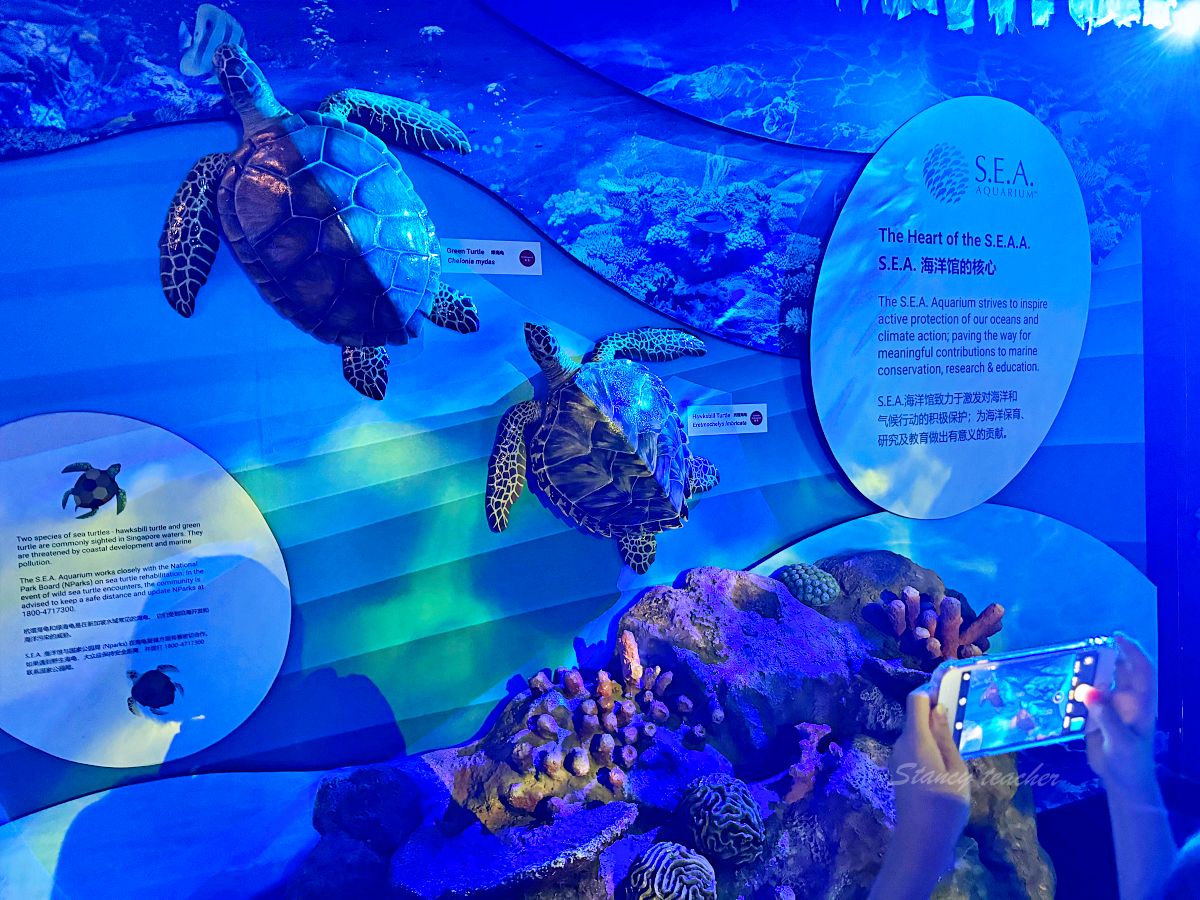 新加坡聖淘海洋館遊玩攻略 新加坡S.E.A.海洋館門票提前買便宜又方便 新加坡親子景點必去